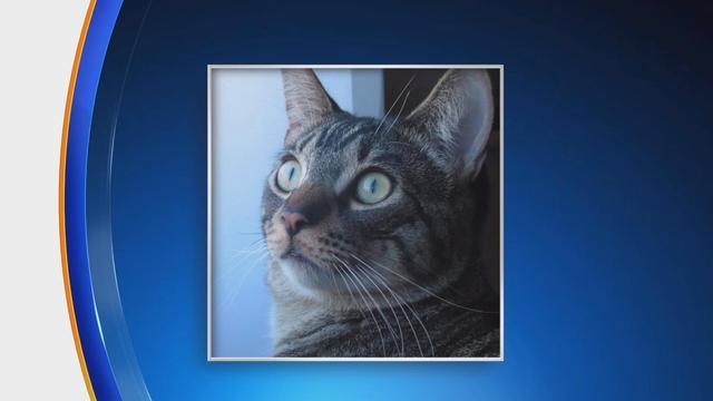 0130-social-missingcat-1491970-640x360.jpg 