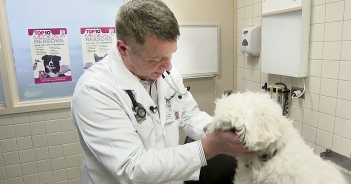 Dog flu cases on the rise in some U.S. regions this winter season