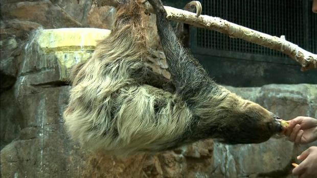 Mother Charlotte And Baby Sloth Born At Denver Zoo 