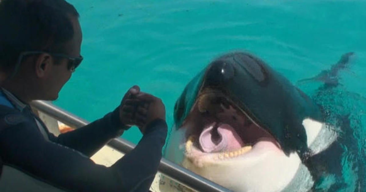 Killer Whale Wikie "talks" To Researchers - CBS News