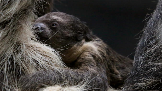 Baby Sloth Born At Denver Zoo 