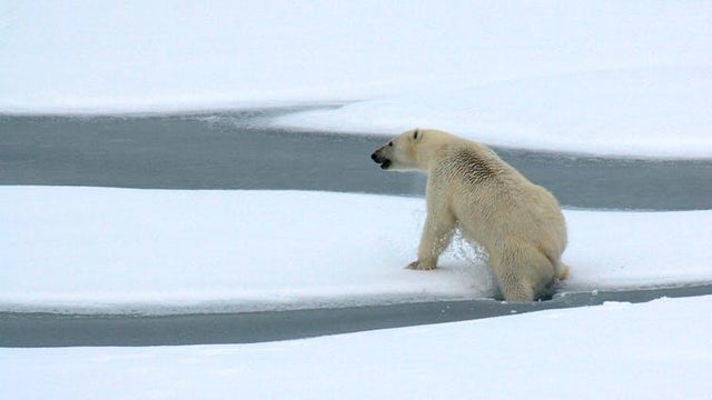 polar-bear.jpg 