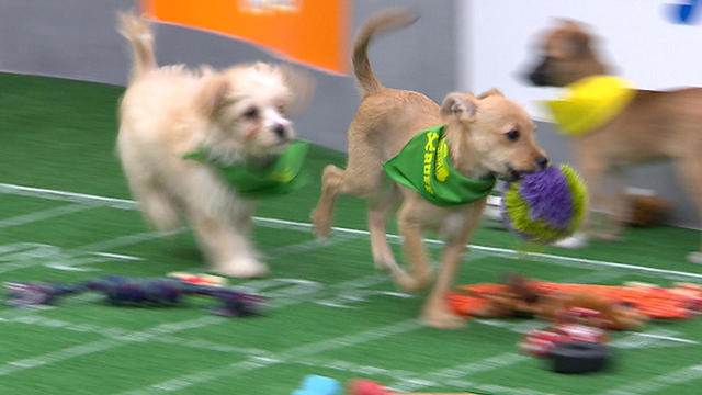 puppy-bowl-puppies-on-run-promo.jpg 