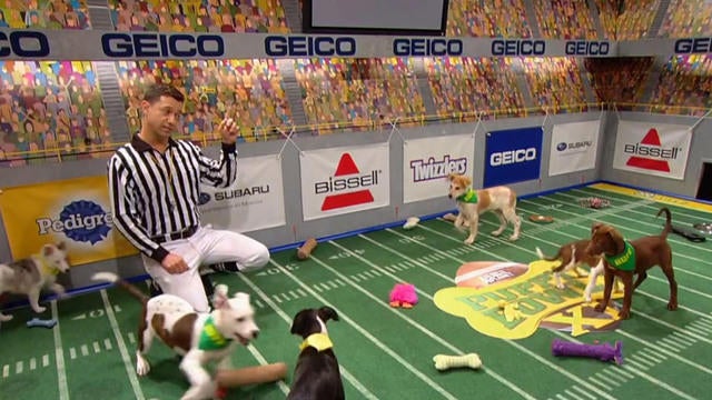 0204-sunmo-thepuppybowl-schlesinger-1495423-640x360.jpg 