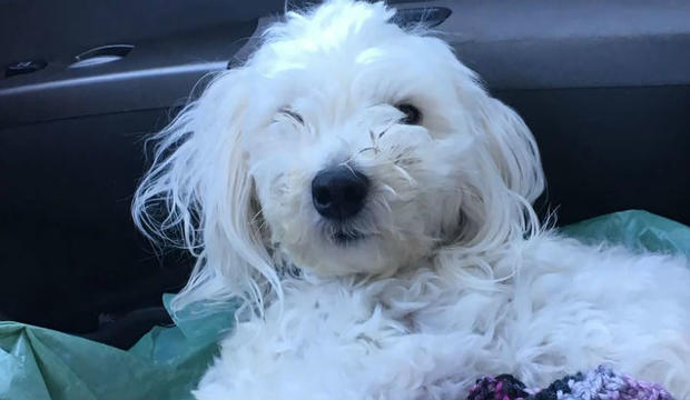 Rex, 18-month-old pup thrown from car in Vacaville 