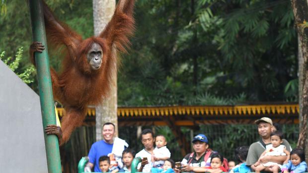 Orangutans in jeopardy 