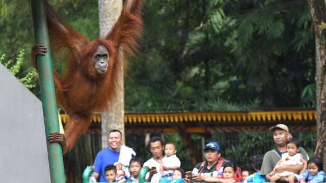INDONESIA-ENVIRONMENT-CONSERVATION-ANIMAL-ORANGUTAN 