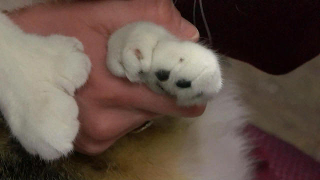 0207-newspath-cat-1498048-640x360.jpg 