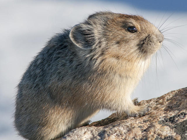 Curious Nature: The perils of the pika
