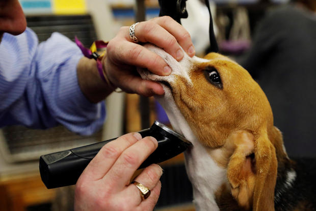 AJ ,a Beagle breed, is groomed in the benching area on Day One of competition at the Westminster Kennel Club 142nd Annual Dog Show in New York 