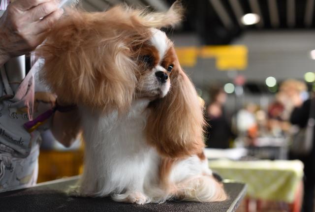 National dog show 2018 best sale cavalier king charles spaniel