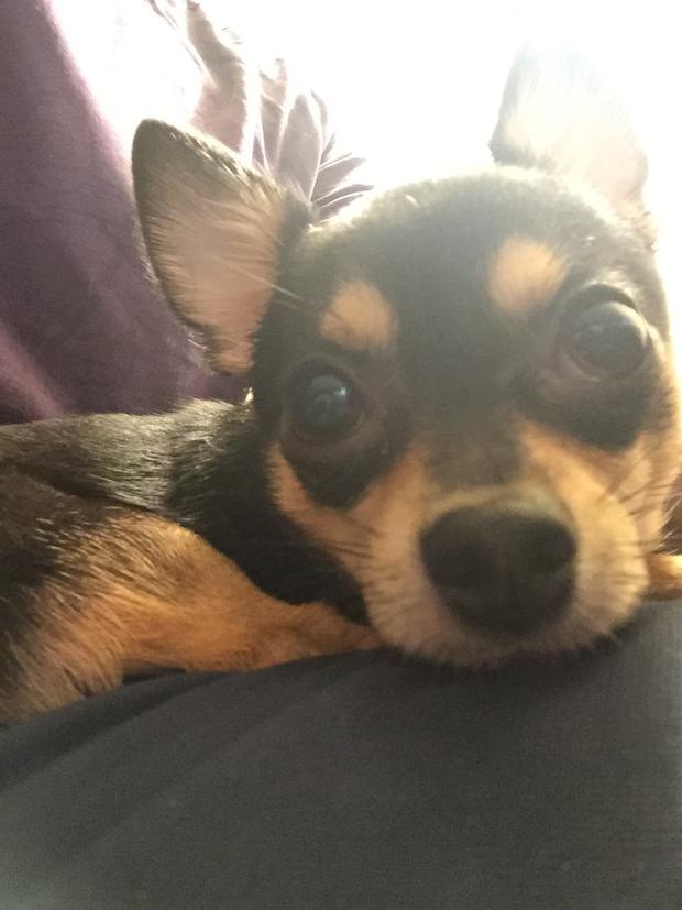 Dunky the Chihuahua killed in SF 