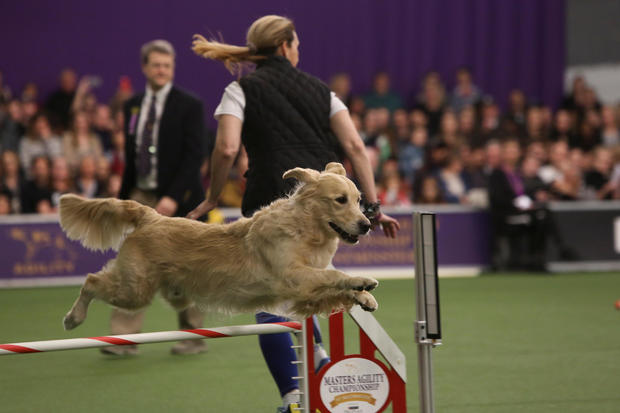 A dog competes in the Masters Agility Championship during the Westminster Kennel Club Dog Show 