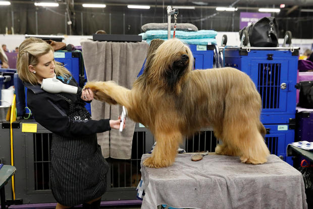 Jambo, a Briard breed, is groomed in the benching area on Day One of competition at the Westminster Kennel Club 142nd Annual Dog Show in New York 