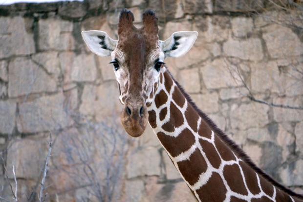 Giraffe Muziki (Cheyenne Mountain Zoo) 