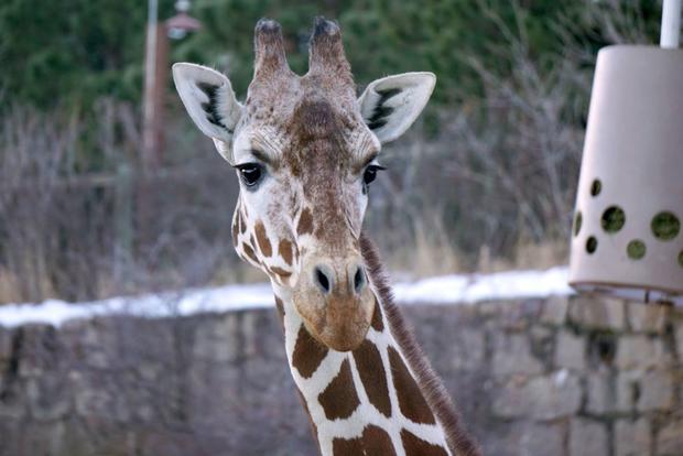 Giraffe Laikipia (Cheyenne Mountain Zoo) 2 