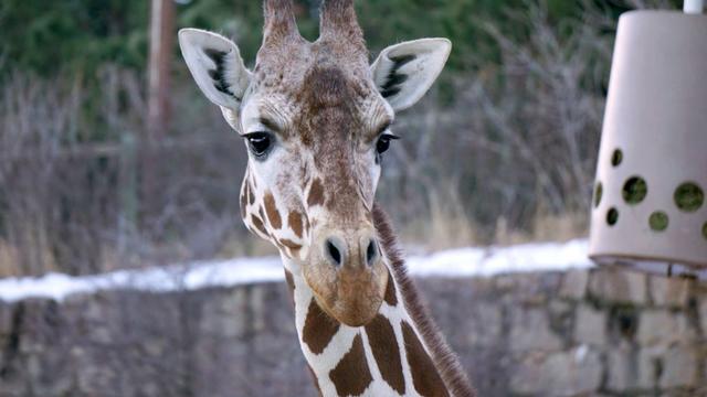 giraffe-laikipia-cheyenne-mountain-zoo-2.jpg 
