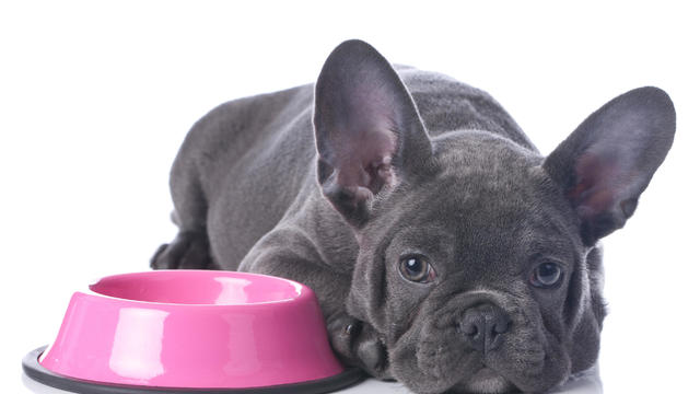 French bull dog with ears up lying next to food bowl 