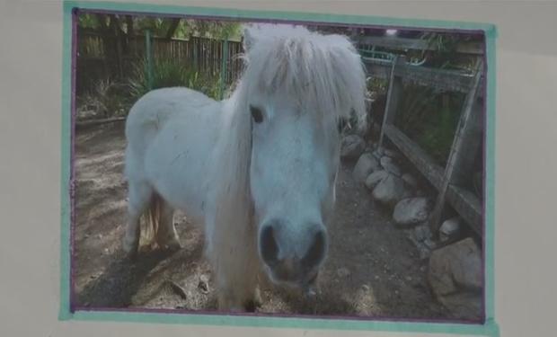 Mo the mini horse killed by a mountain lion in Newbury Park on Feb. 18, 2018. 