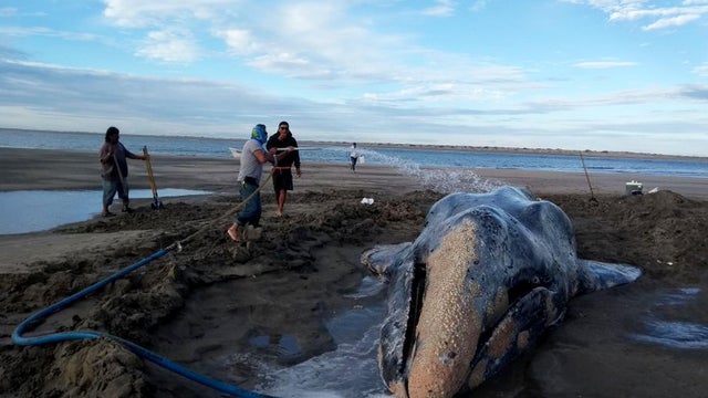 Mexico Beached Whale Saved 