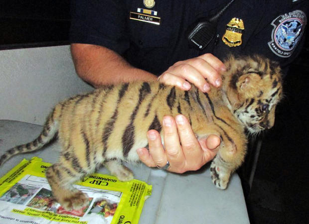 Smuggled Tiger Cub 