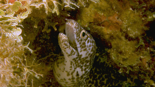 spotted-moray-eel-ziggy-livnet-620.jpg 