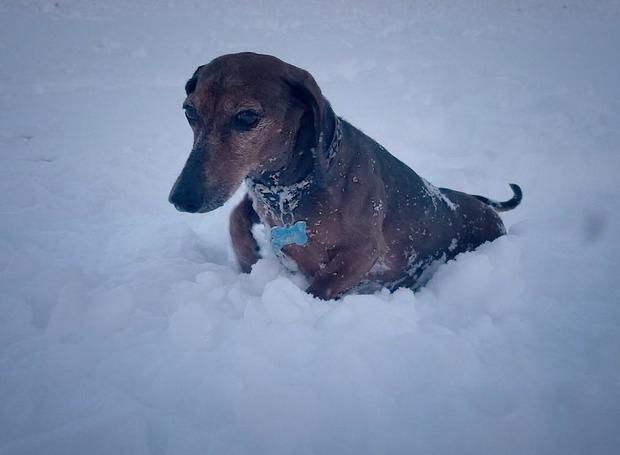 Doxie In Snow 