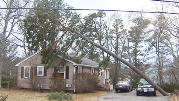 tree-jeeep.jpg 