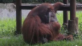 smoking-orangutan-indonesia.jpg 