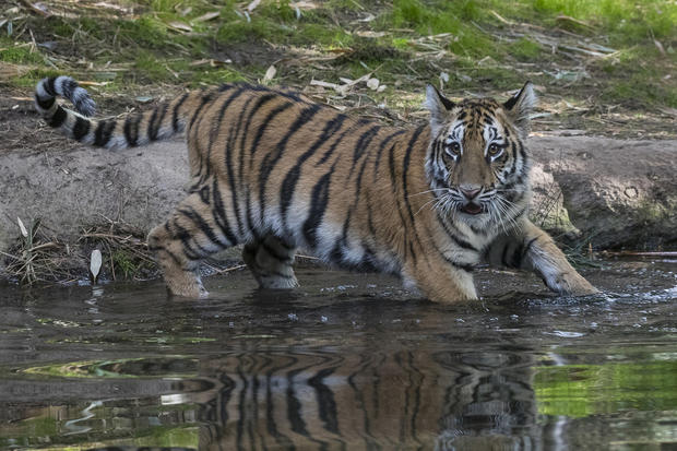 Smuggled Bengal Tiger Cub 
