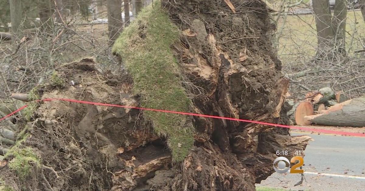 Arborist Offers Advice On What To Do With Troublesome Trees After