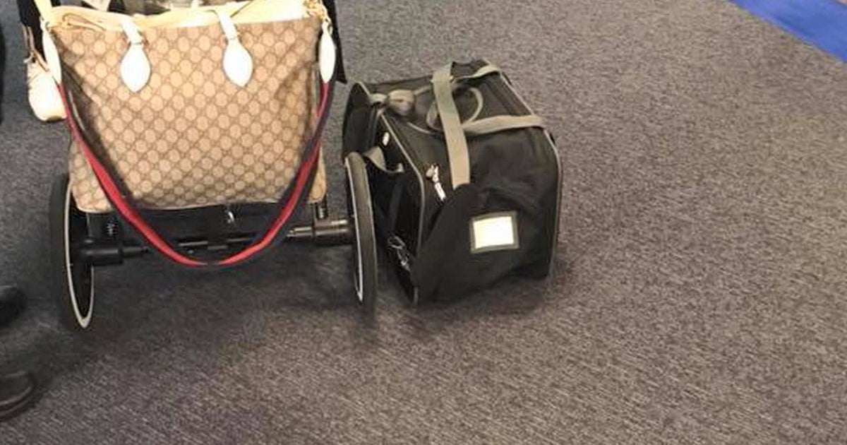 United Airlines: Dog dies on United flight after it was put in overhead ...