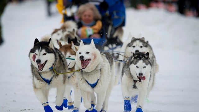 Alaska musher Tom Schonberger 