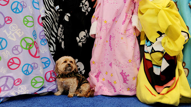 Marley the dog and models wear Snuggie b 