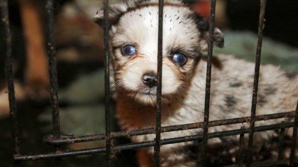 puppy-mill.jpg 