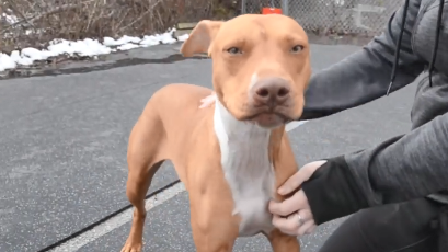 peanut.png 