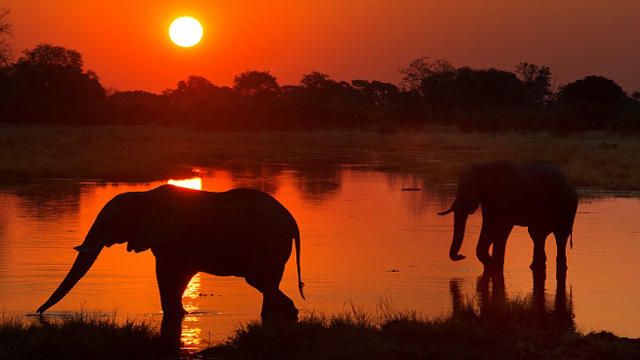 elephants-botswana.jpg 