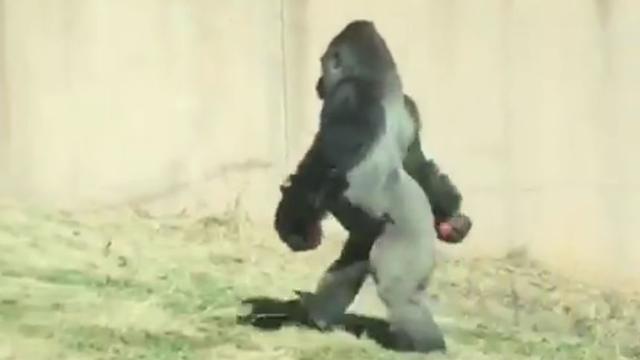 louis-gorilla-walks-upright-at-philadelphia-zoo.jpg 