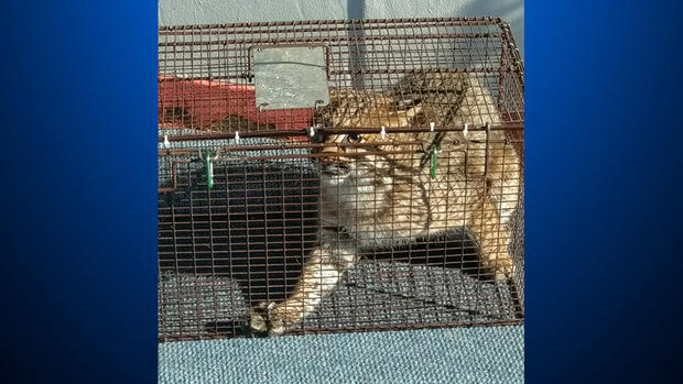 gateway clipper bobcat caged 