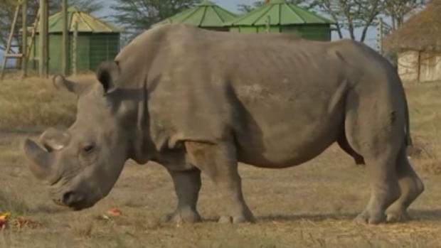 Sudan The Rhino 
