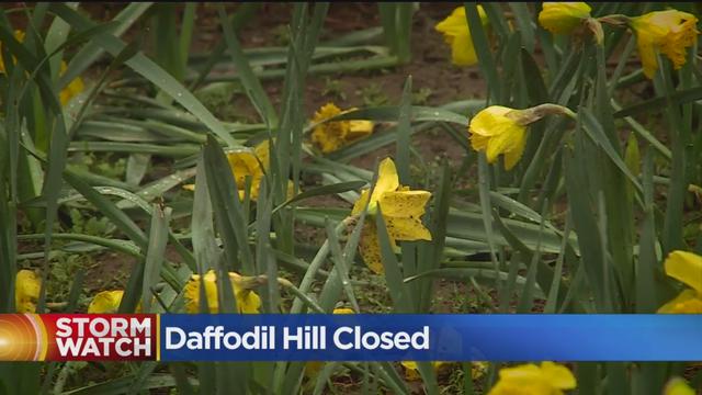 daffodill-hill.jpg 