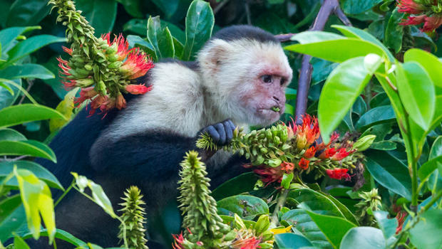 white-headed-capuchin-monkey-naimarkphoto-620.jpg 