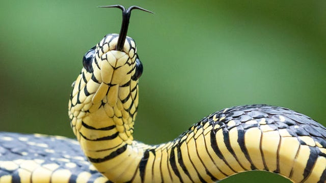 tiger-rat-snake-naimarkphoto-promo.jpg 