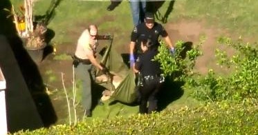 Officials catch large mountain lion lounging in backyard of California ...