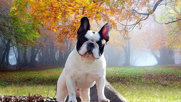 Most popular dog breeds in the U.S. 