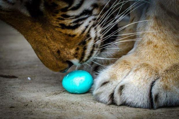 tiger with Easter egg 