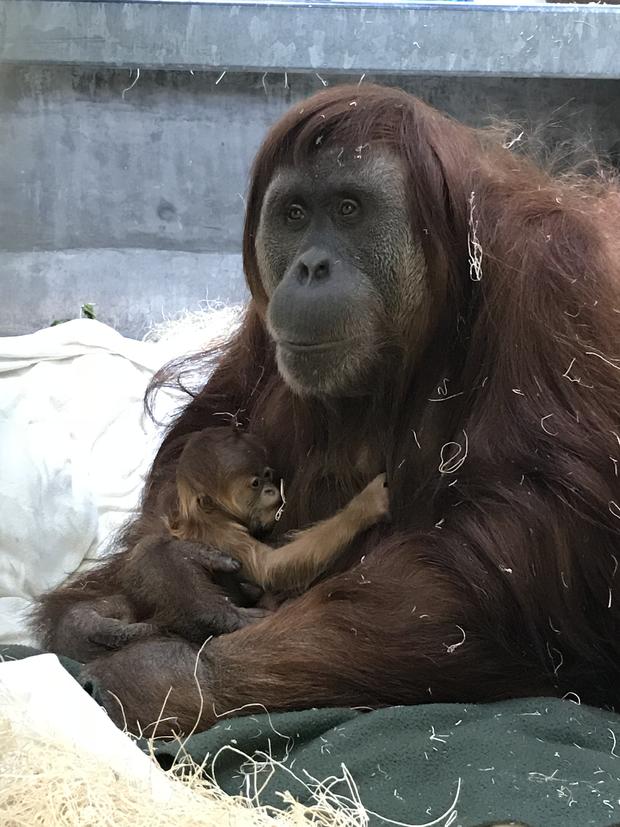 ZOO new orangutan and mom3 