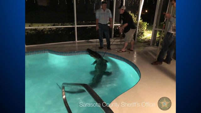 alligator-swimming-pool-florida.jpg 