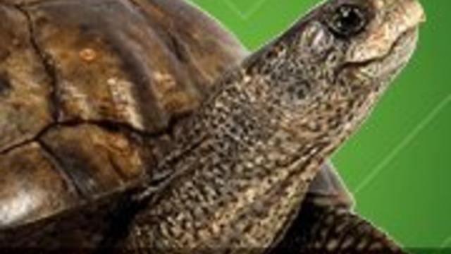 dia-tortoise.jpg 