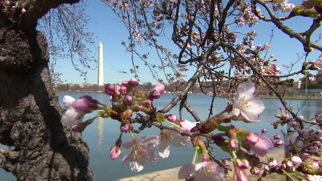 dccherry-blossoms-1535579-640x360.jpg 